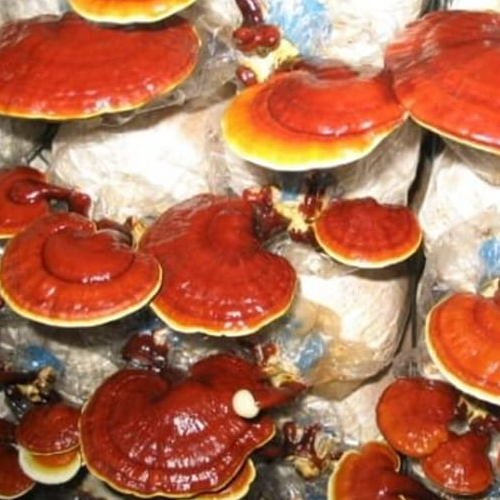 Reishi - Lakownica Lśniąca