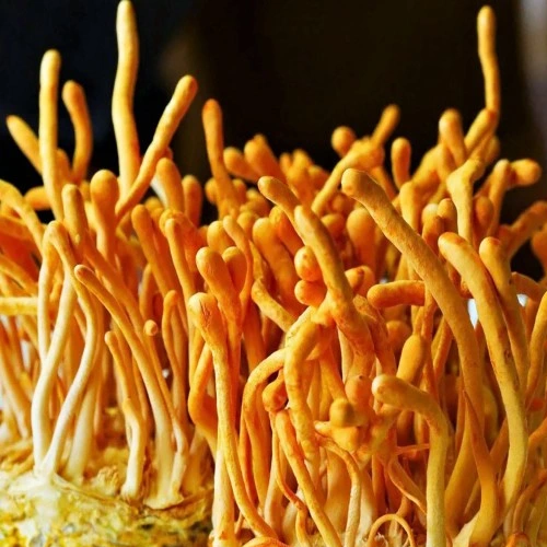 Cordyceps Militaris
