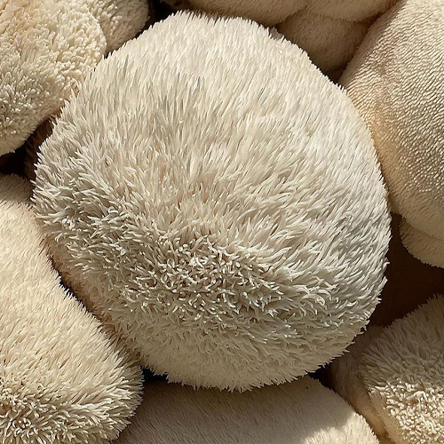 Lion's Mane - Soplówka