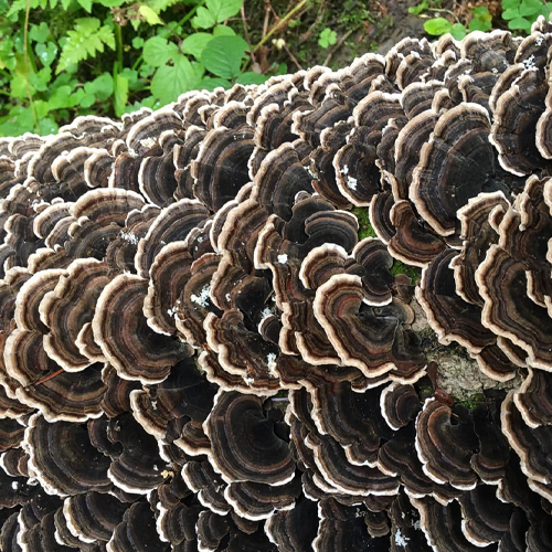 Turkey Tail - Wrośniak