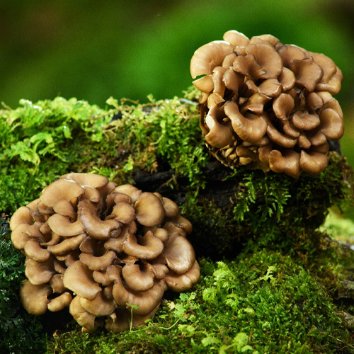 Maitake - Żagwica