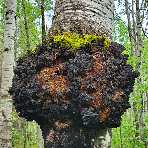 Chaga - Błyskoporek